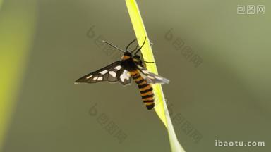春天夏天植物上的昆虫飞蛾蝴蝶蜜蜂